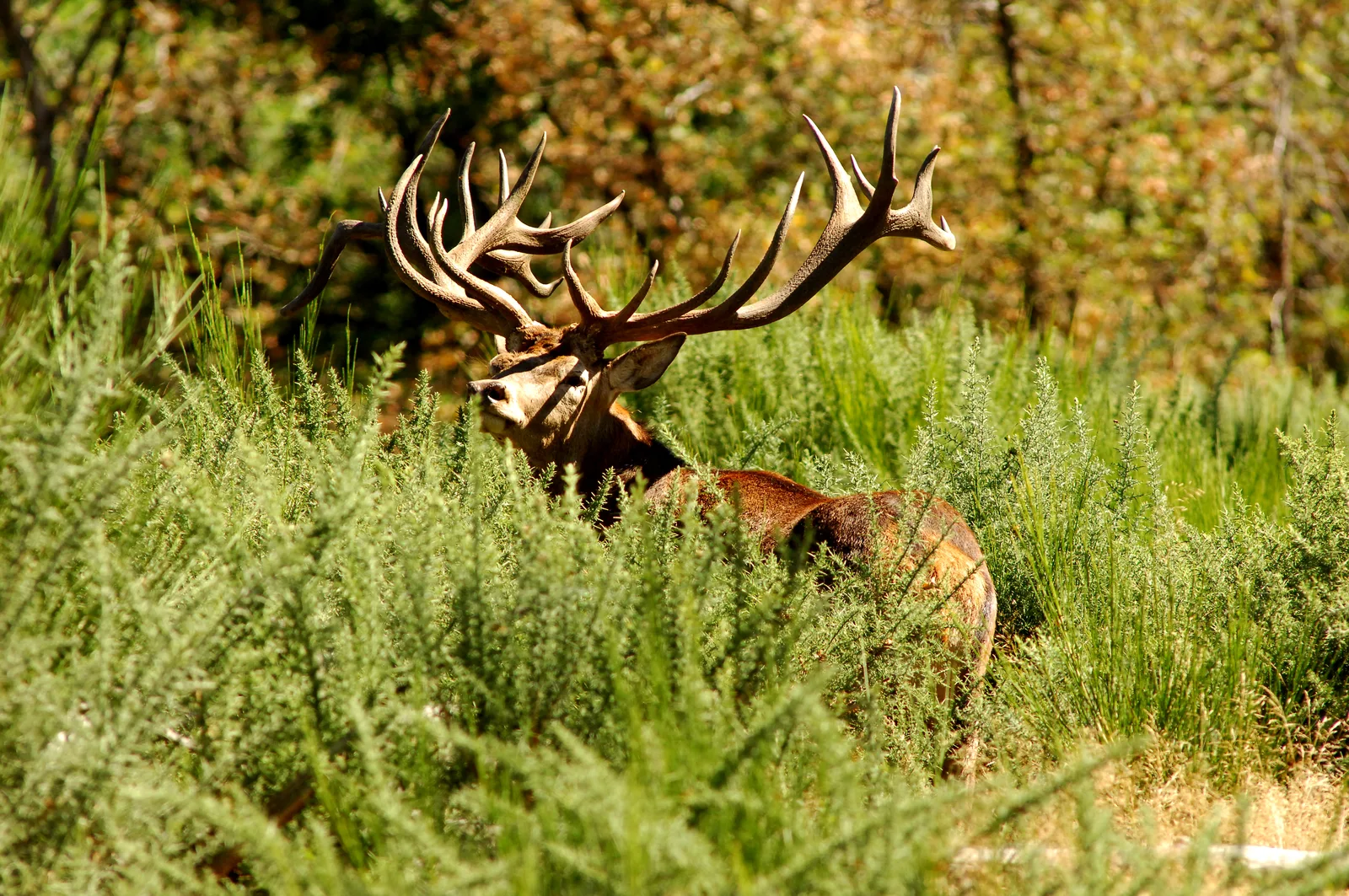 Red stag